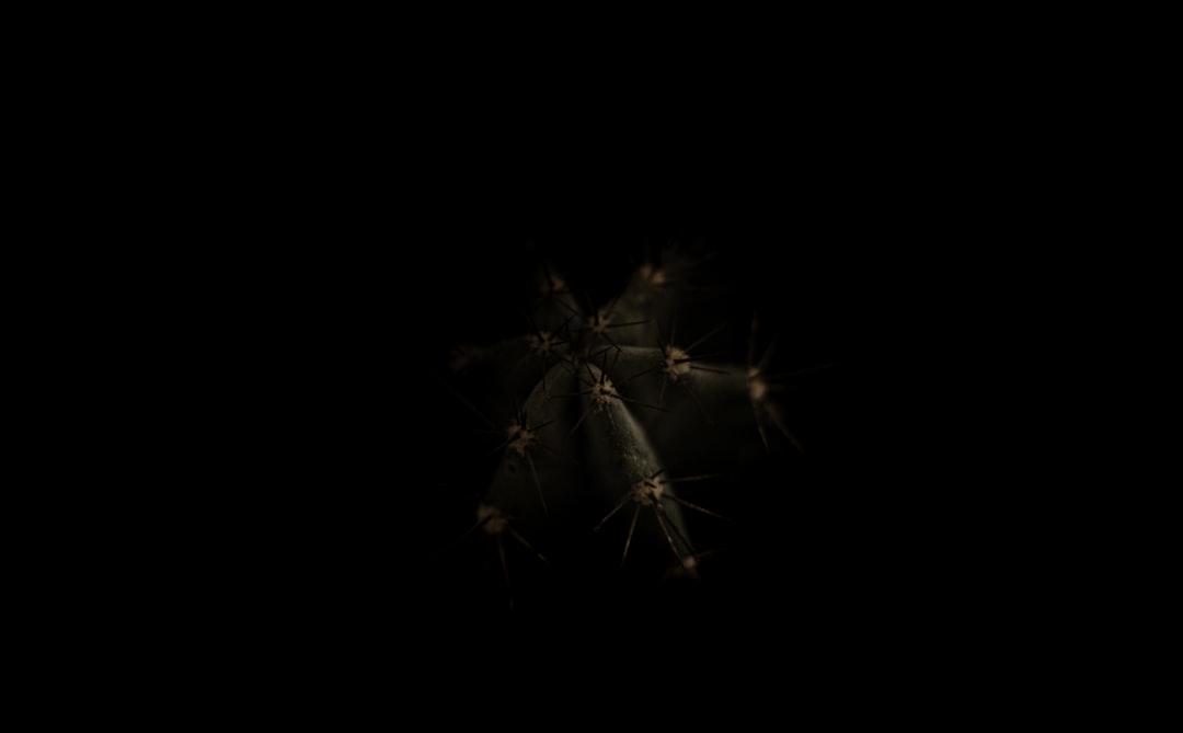 brown spider on black background