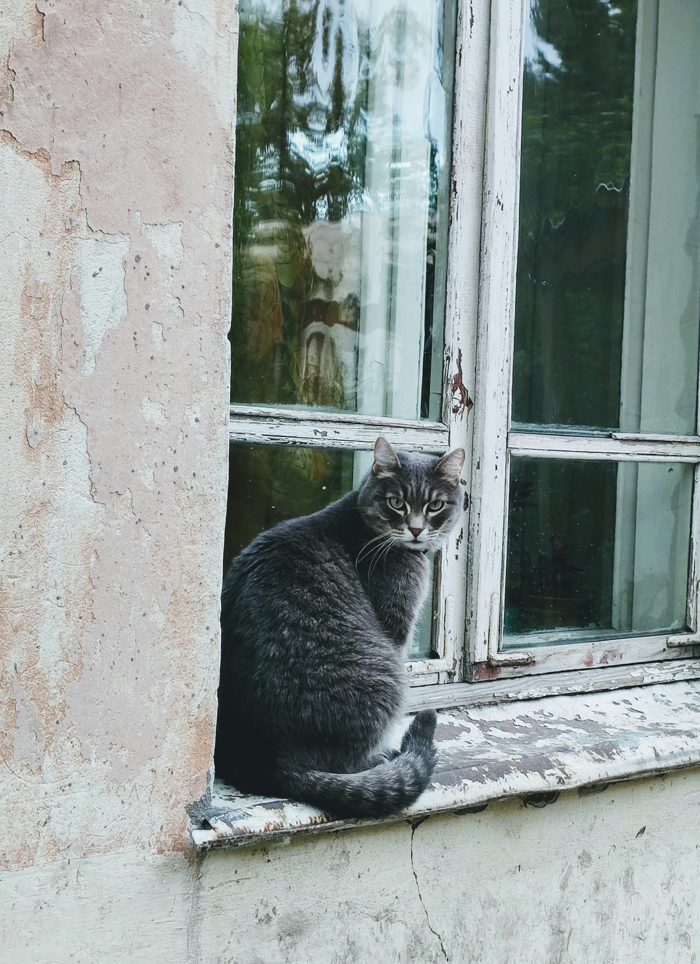 black cat on window during daytime