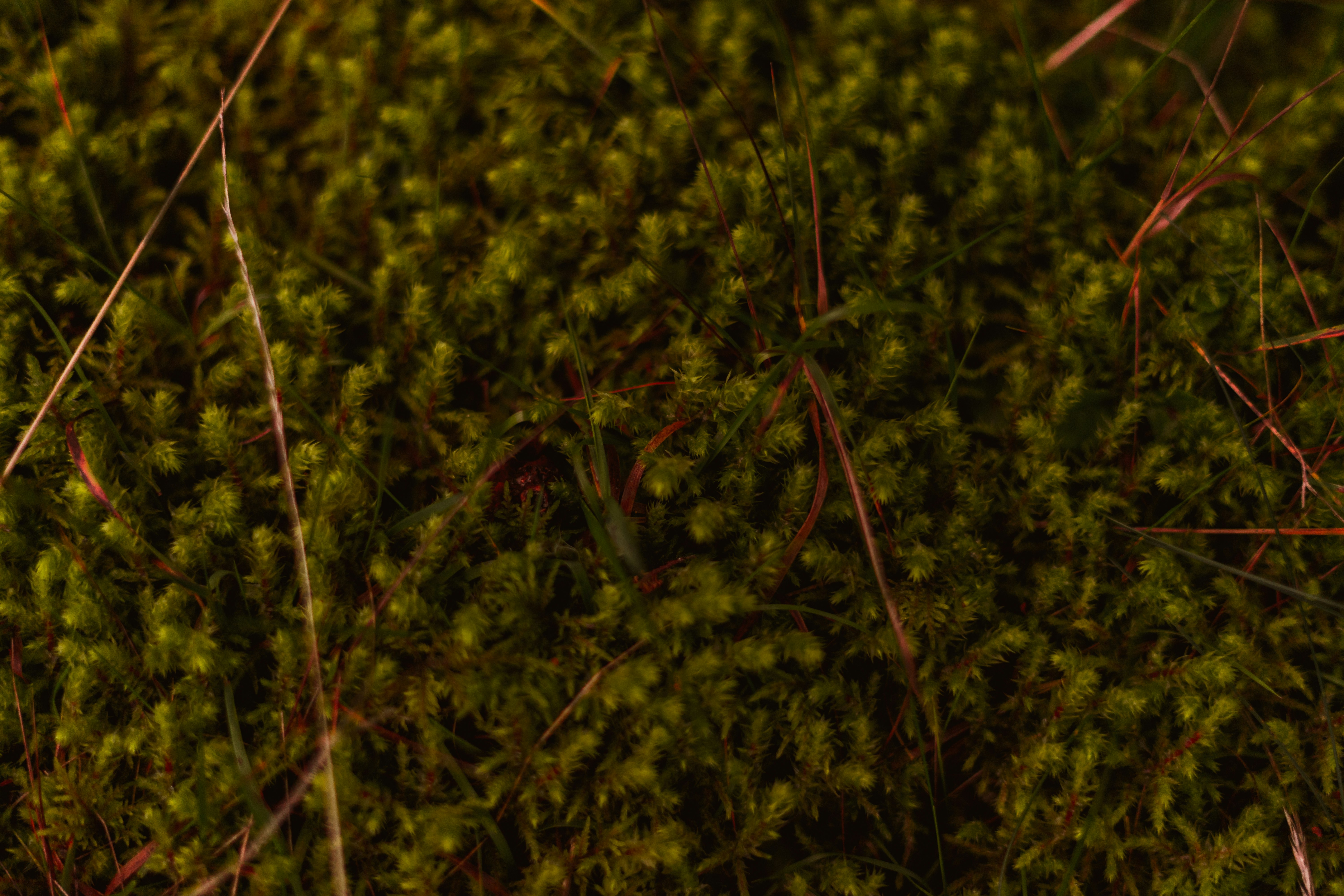 Photo by virussinside