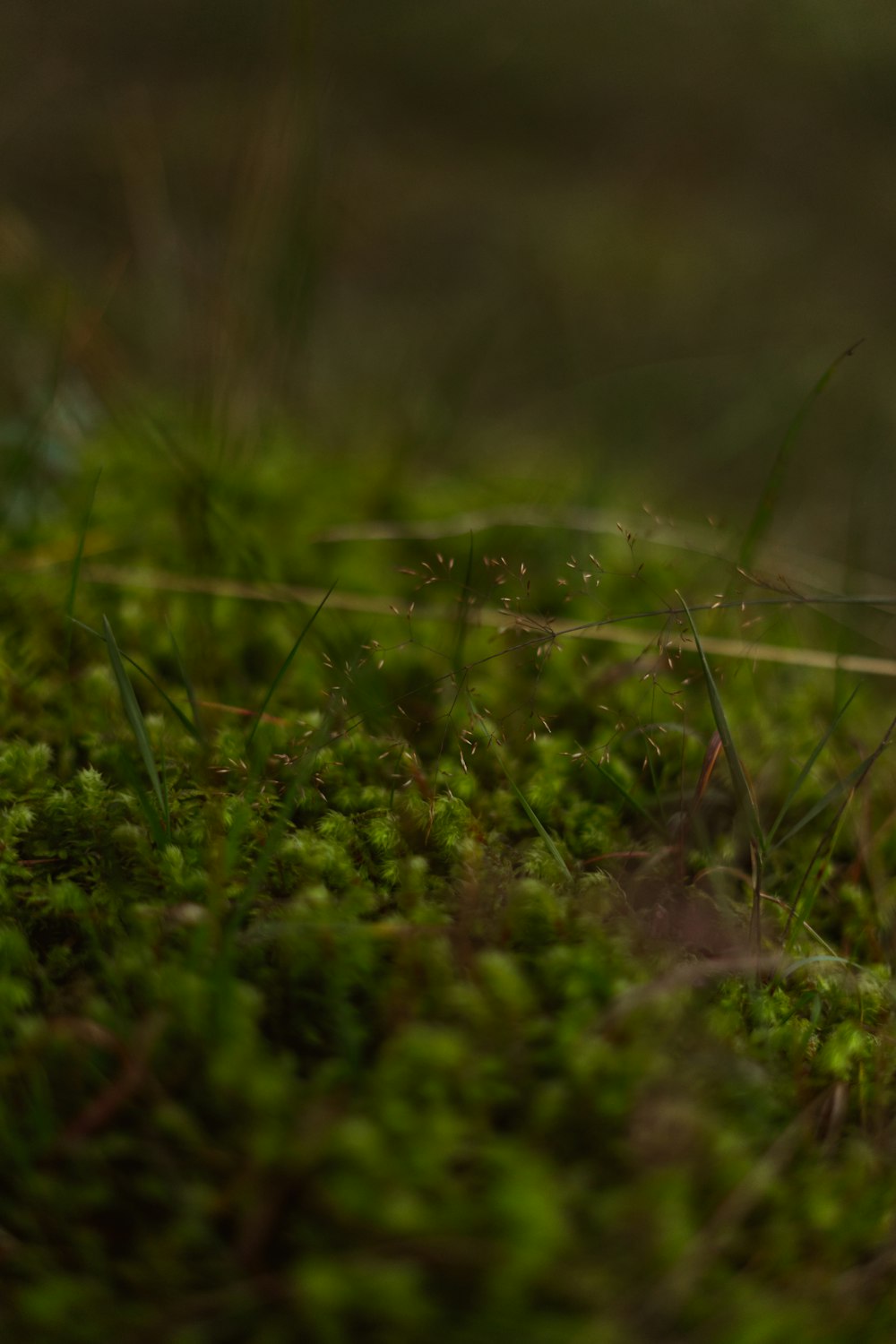 water droplets on green grass in tilt shift lens