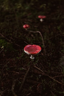 Several red-capped mushrooms with white speckles are growing on a forest floor covered in dark brown twigs and green foliage.