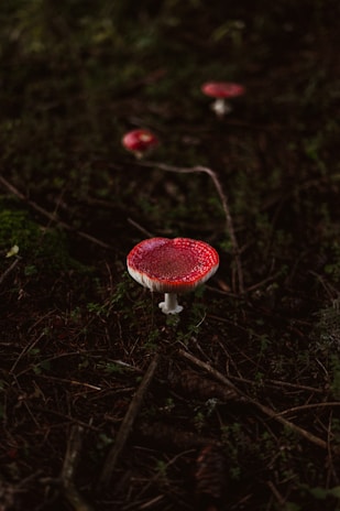 Several red-capped mushrooms with white speckles are growing on a forest floor covered in dark brown twigs and green foliage.
