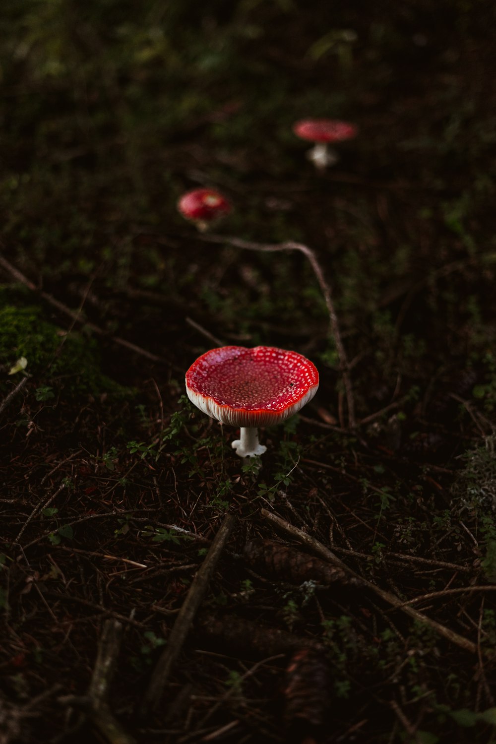 cogumelo vermelho e branco na fotografia de perto
