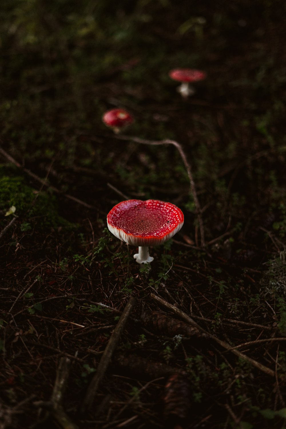 red and white mushroom in close up photography