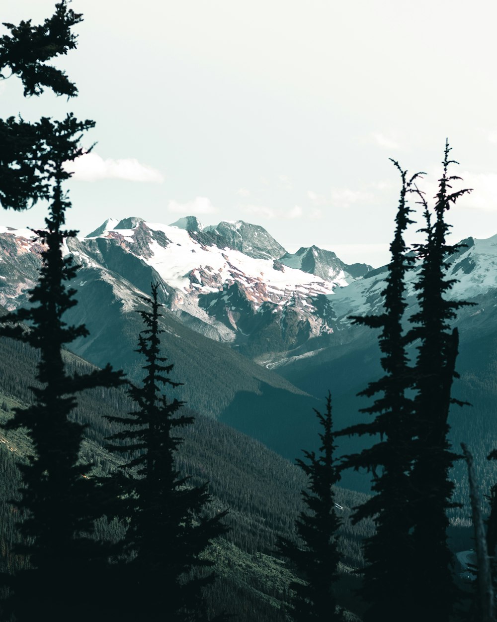 green trees near snow covered mountain during daytime