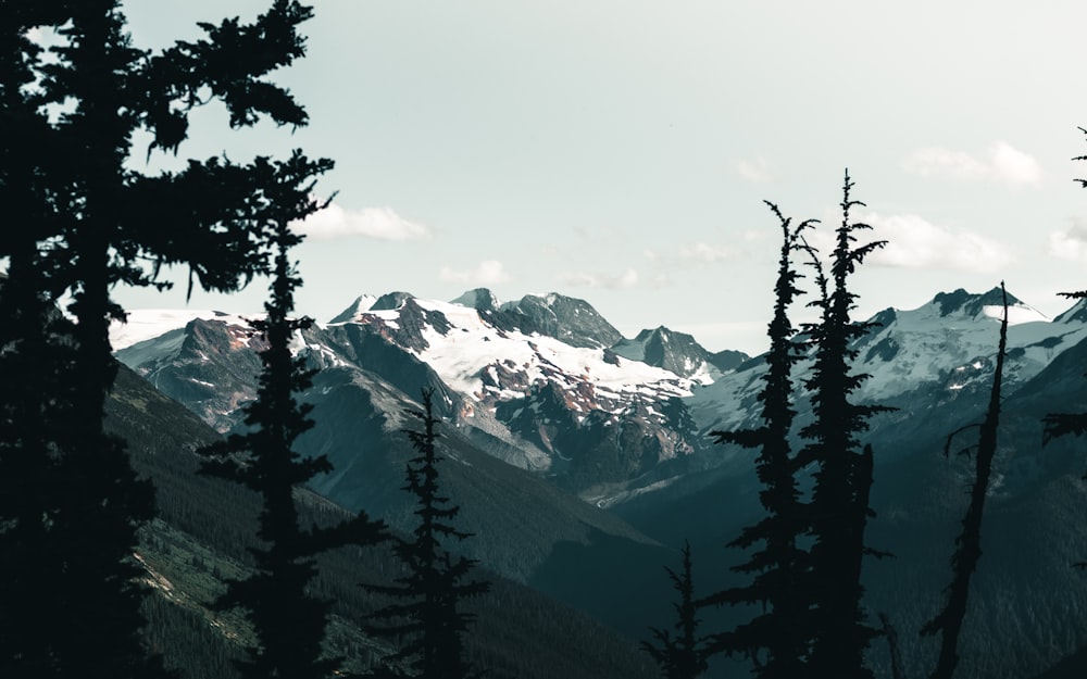 green trees near snow covered mountain during daytime