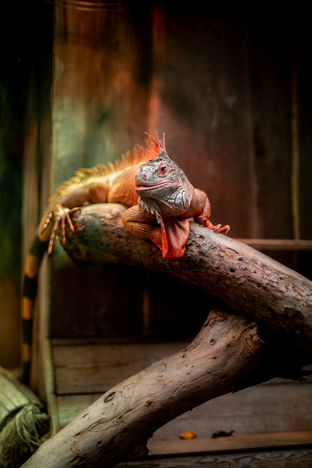 lézard brun et gris sur branche d’arbre brun