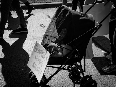 A black and white photo features a stroller with a sign that reads 'Bunnies 4 Women's Rights!'. The stroller is part of a group of people walking, and the shadows create a strong visual contrast on the pavement.