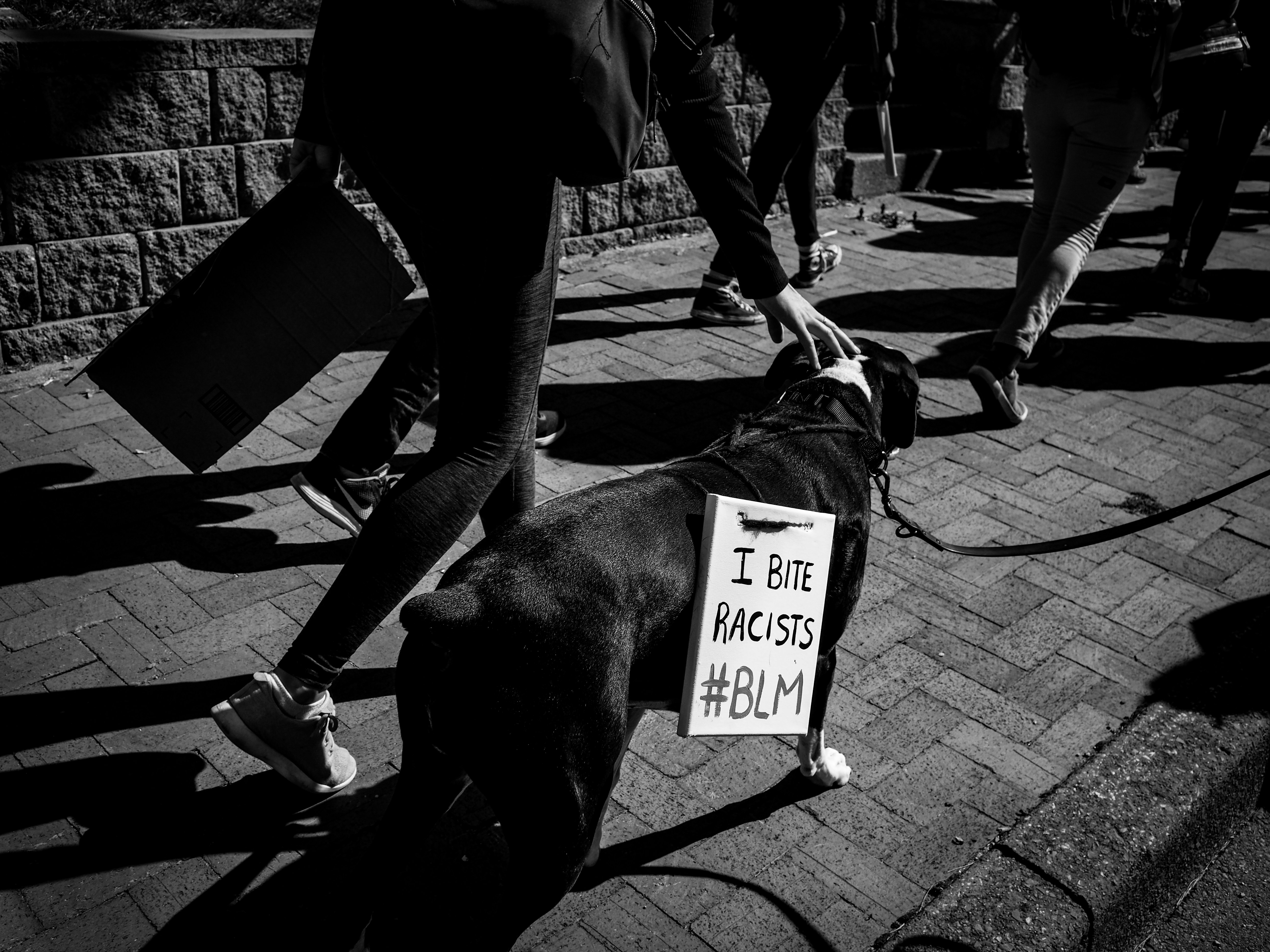 Welpentraining im Verein: Warum frühe Sozialisation so wichtig ist