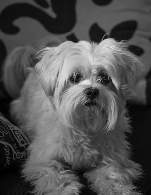 Mimi Havanese sitting calmly on a cozy couch, looking content.
