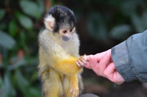 A small monkey with bright yellow and gray fur is gently holding a human hand. The background is filled with soft-focus greenery, adding a natural setting to the interaction.