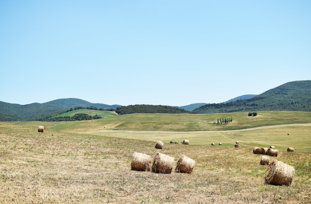 brown hays on green grass field during daytime