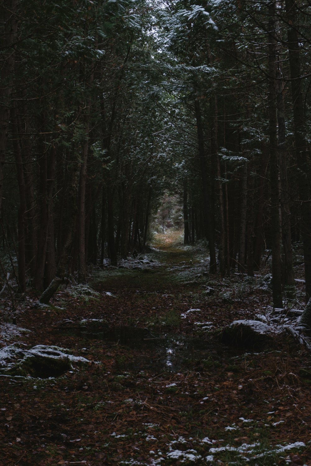 green trees on forest during daytime