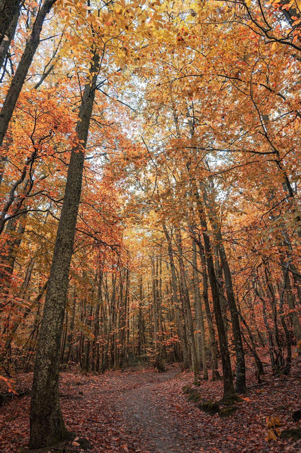 braune Bäume im Wald tagsüber