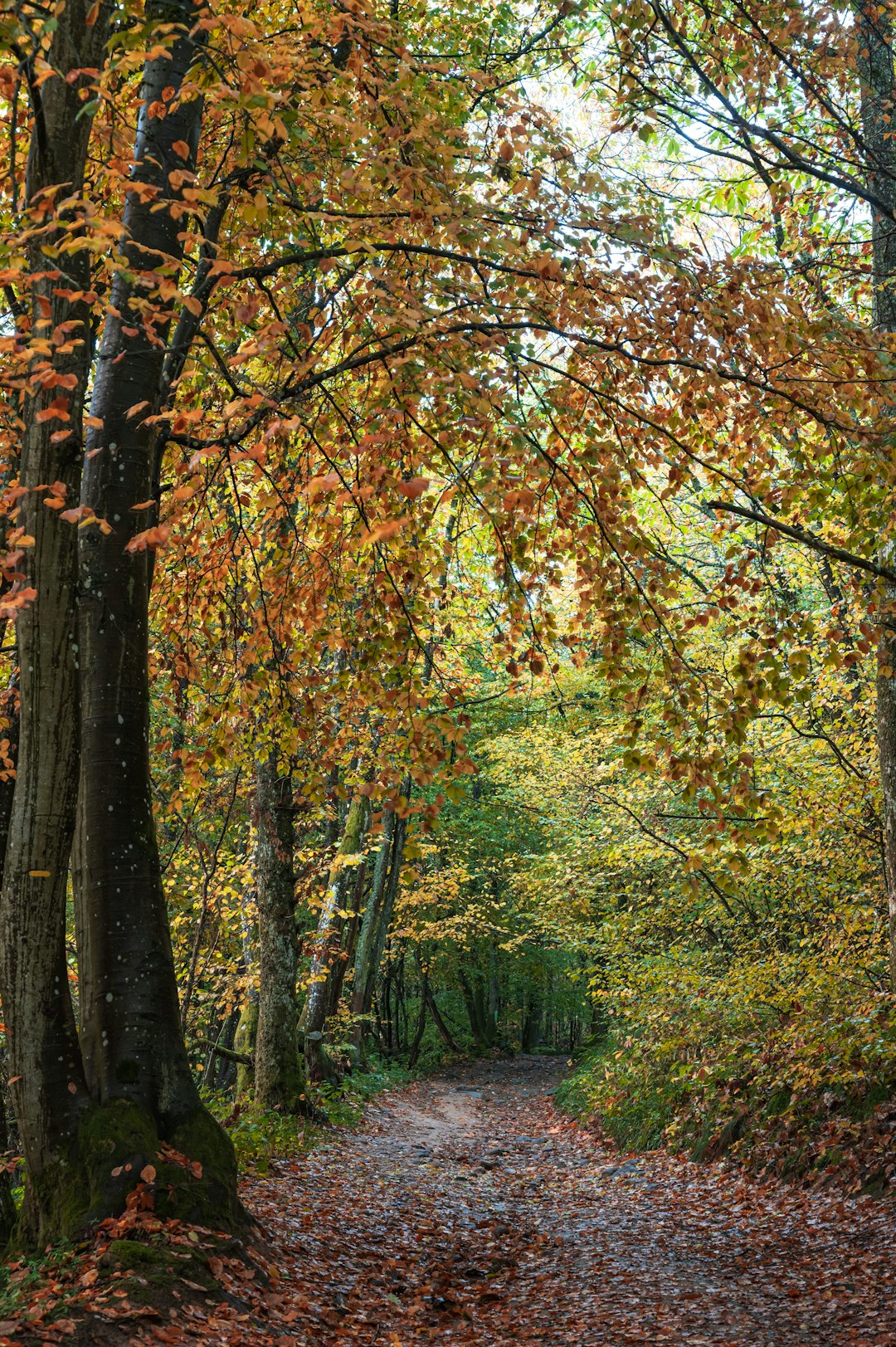 brown and green trees during daytime