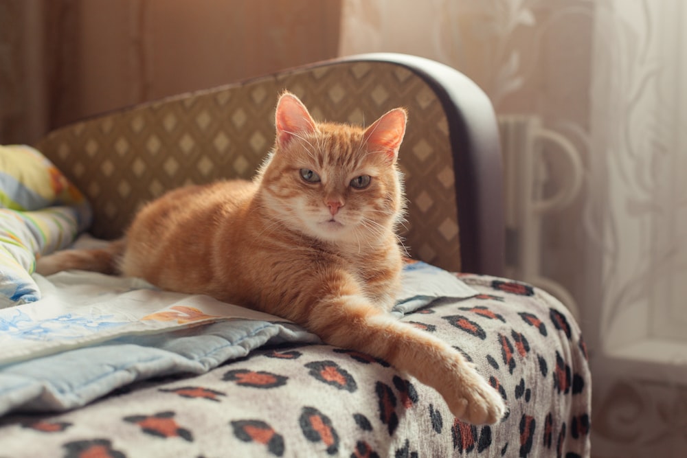 gato atigrado naranja sobre textil blanco y azul