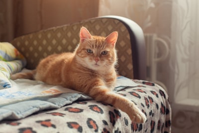 orange tabby cat on white and blue textile clever teams background