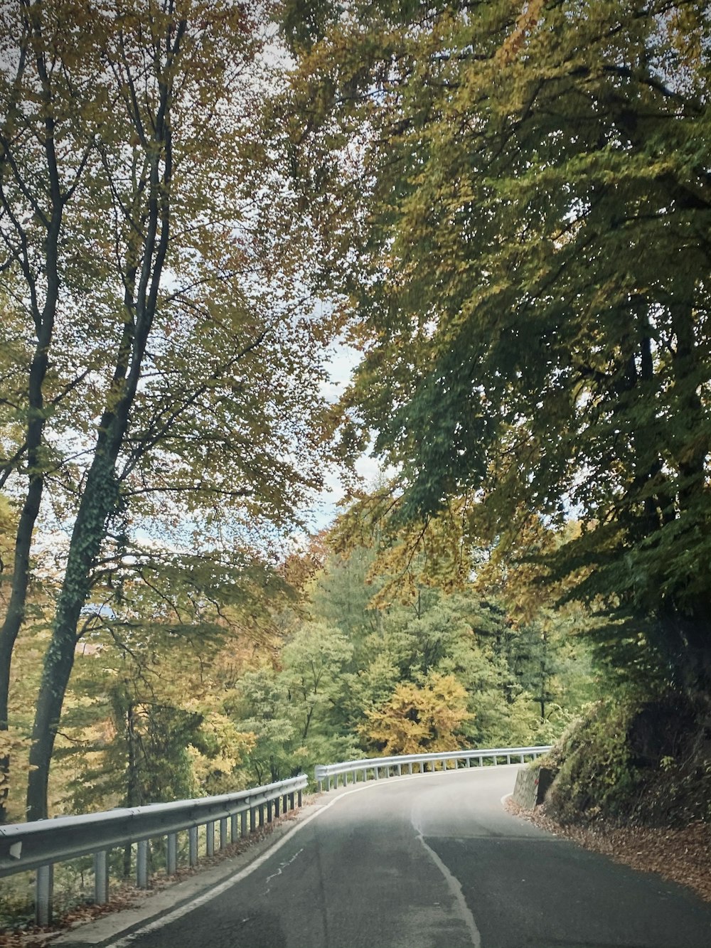 grüne und braune Bäume am Fluss