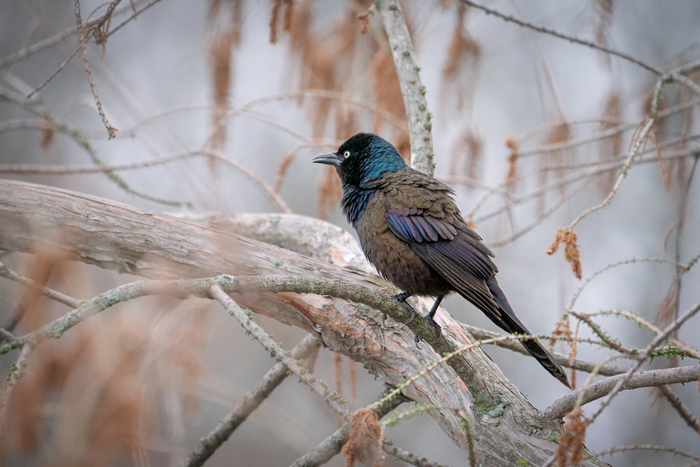 black and blue bird on brown tree branch during daytime