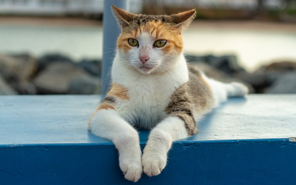 orange and white tabby cat