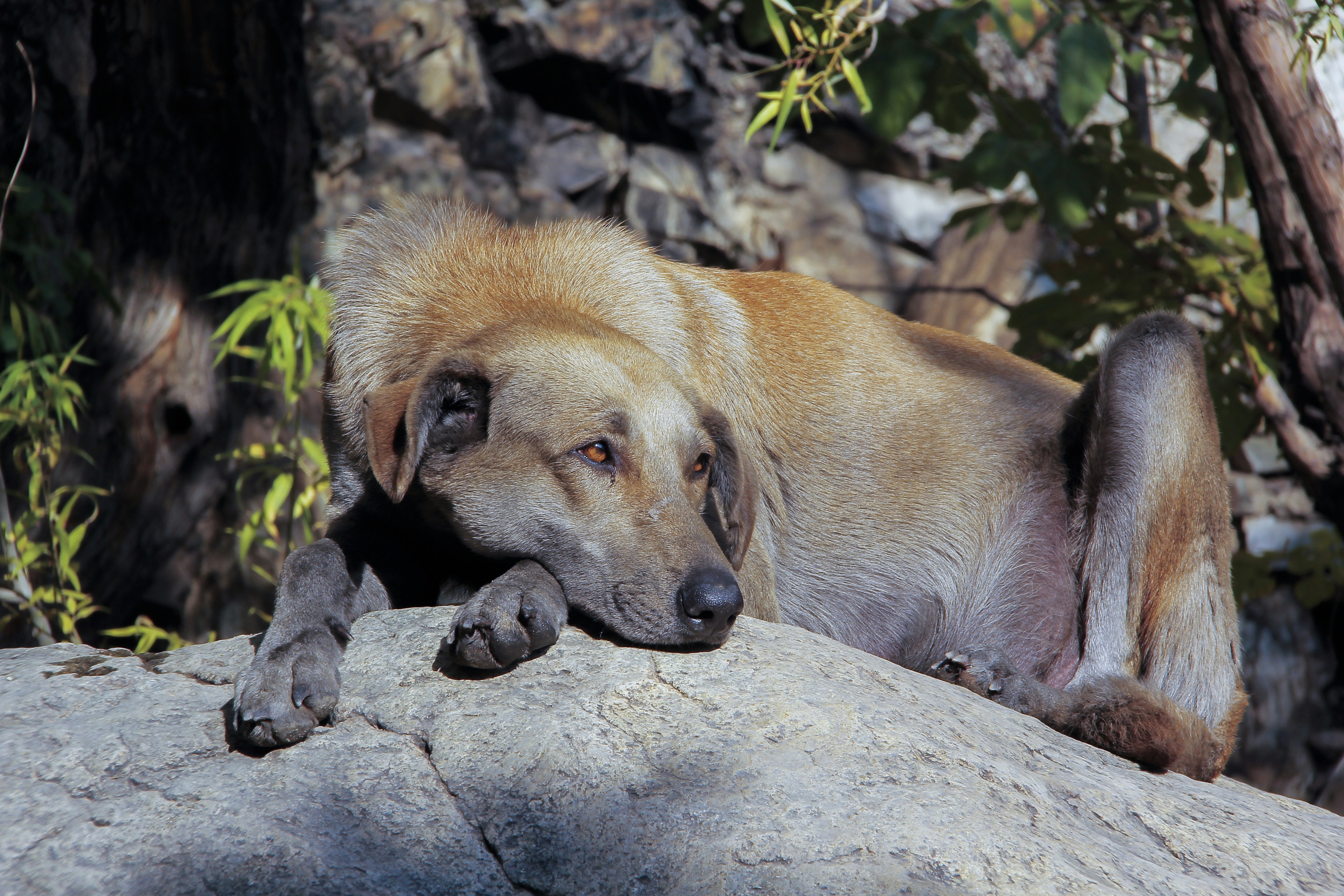Scent Trails to Scientific Breakthroughs (image credits: unsplash)