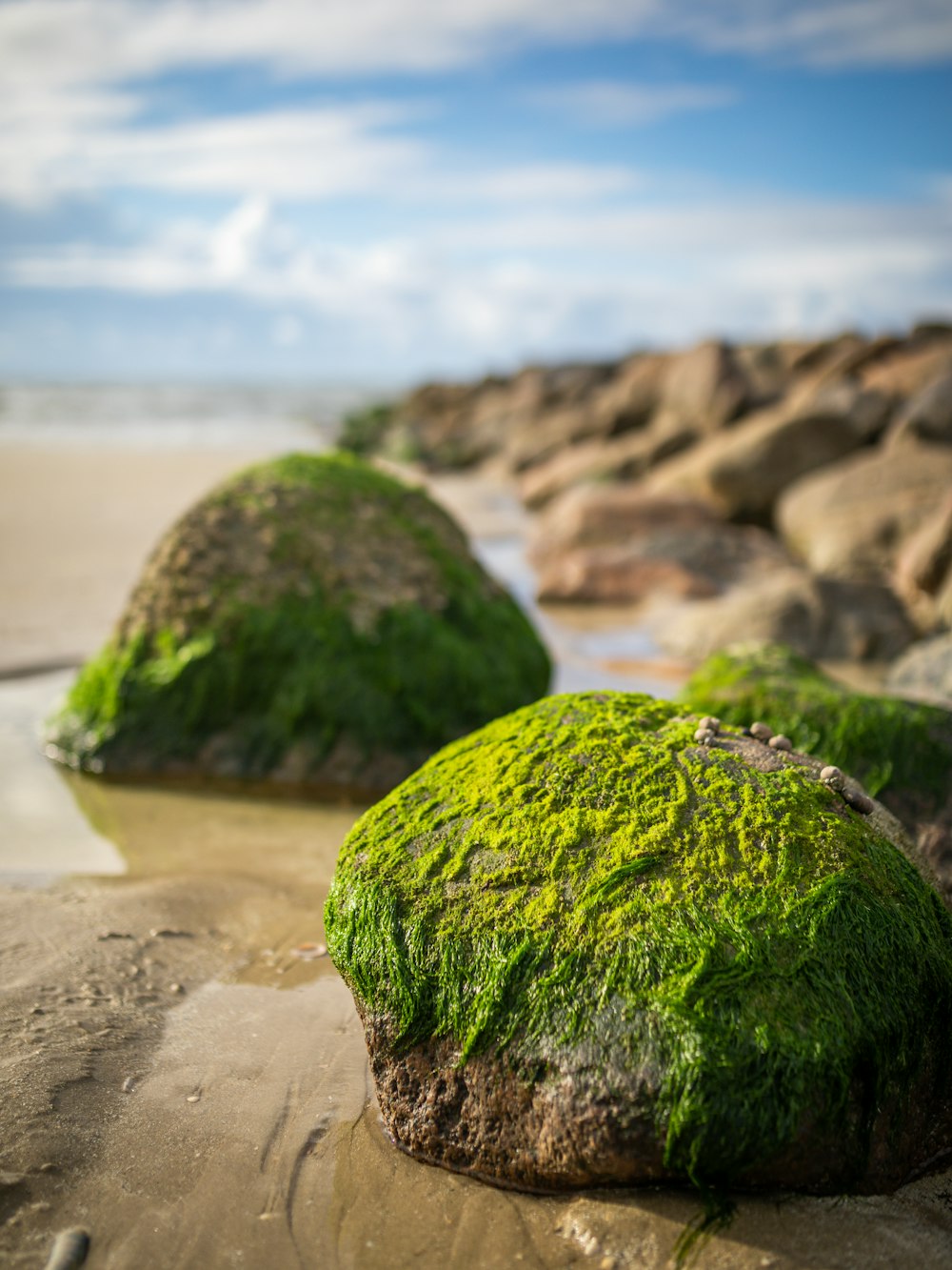 green moss on brown rock