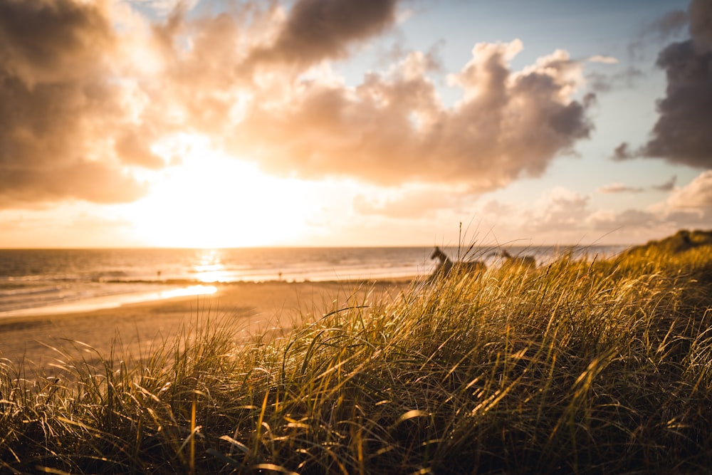 brown grass field near body of water during sunset