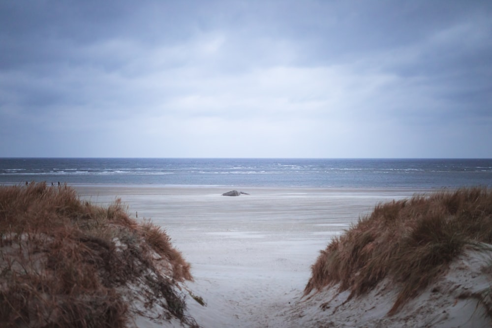 brown grass on beach shore during daytime