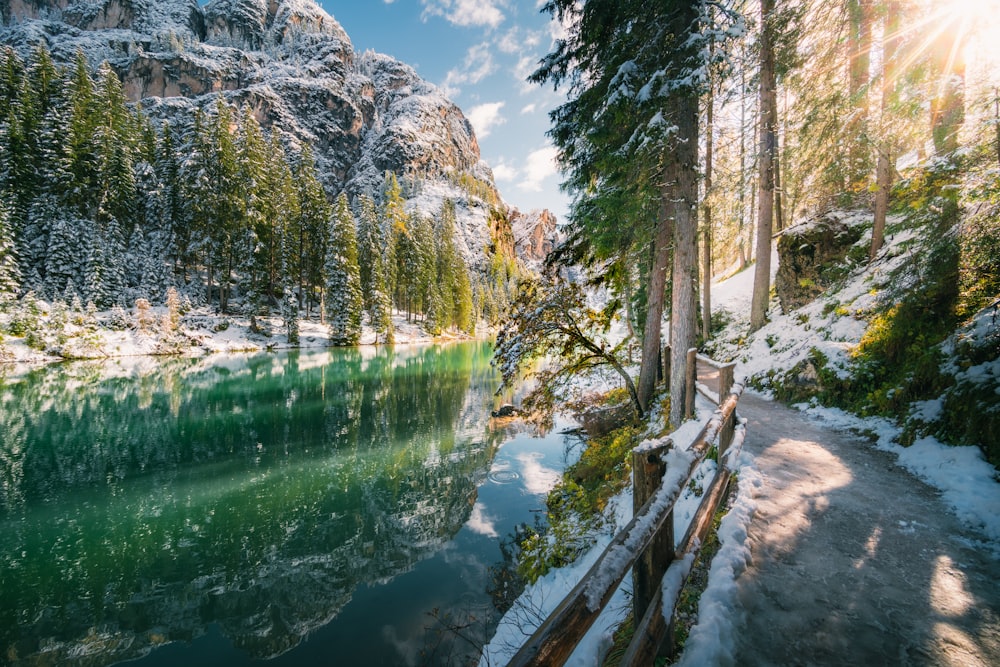 green trees near body of water under blue sky during daytime