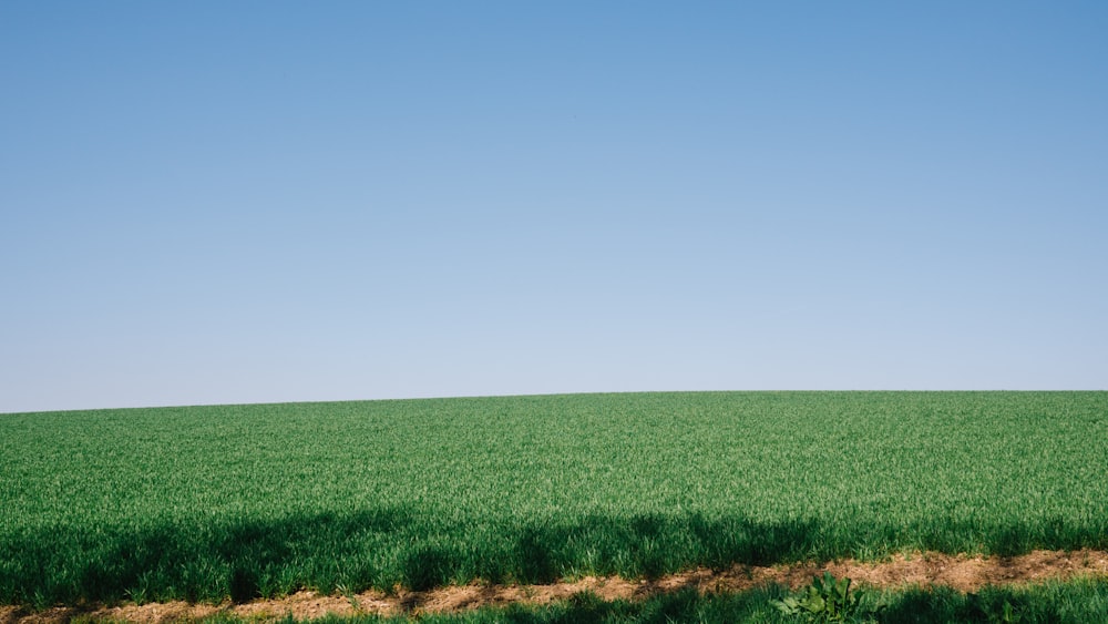 Campo de hierba verde bajo el cielo azul durante el día