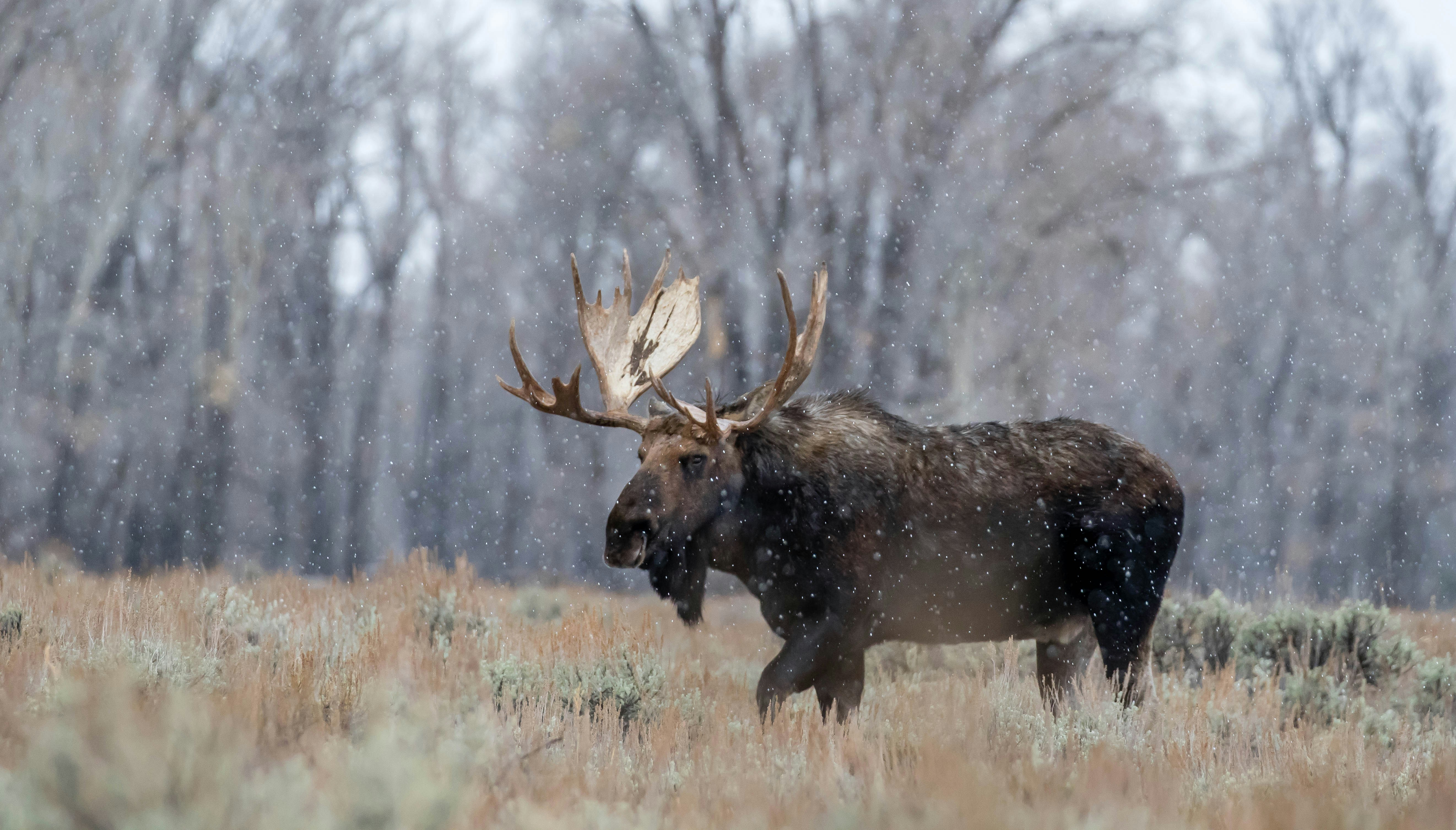 Like Seeing Polar Bears in Texas”: A Moose on the Loose Has Become an Internet Sensation