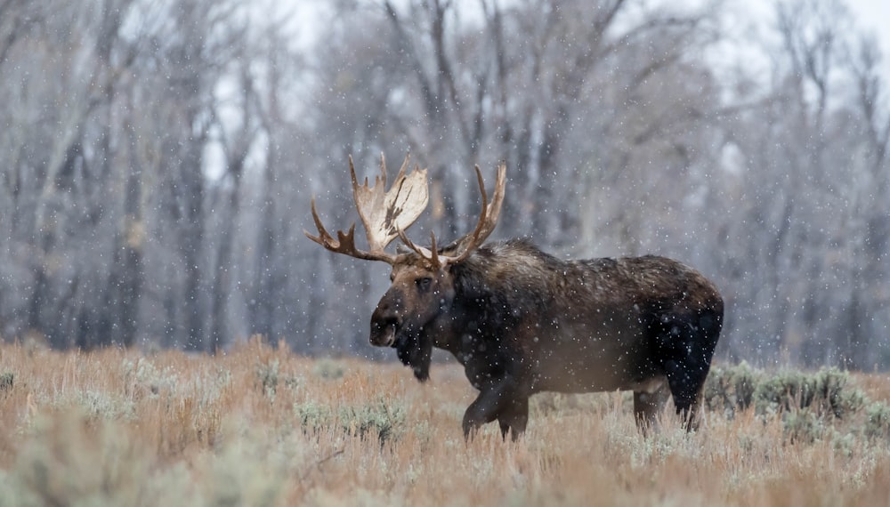 brown moose on brown grass field during daytime