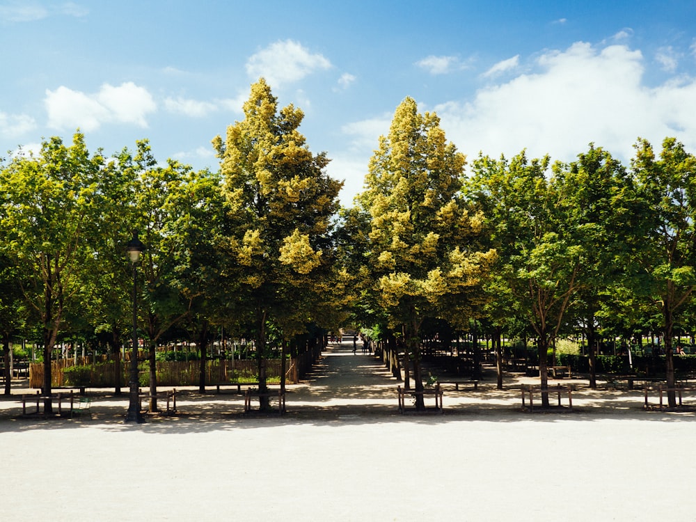 green trees on white snow field during daytime