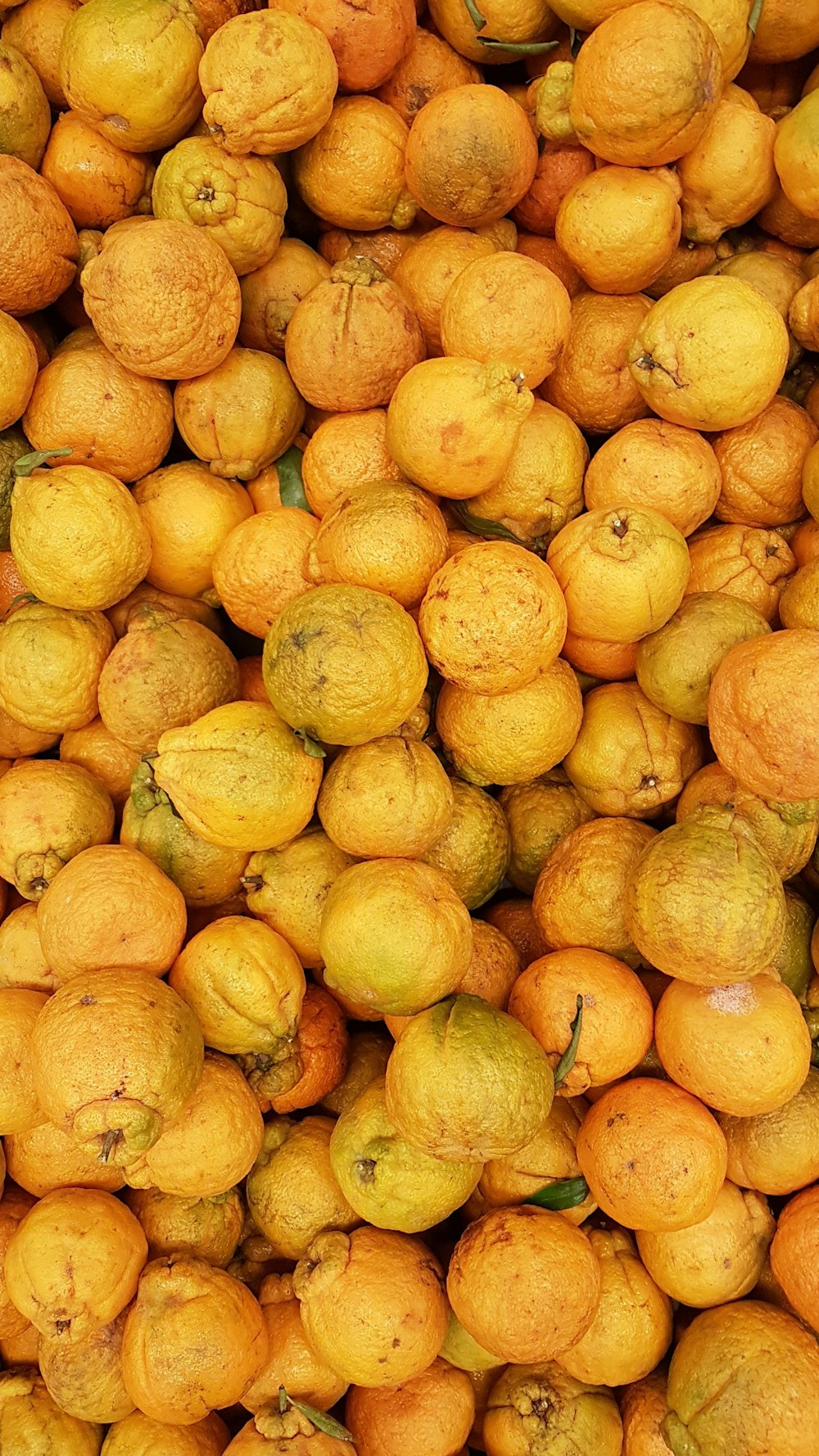 yellow citrus fruits on white ceramic plate