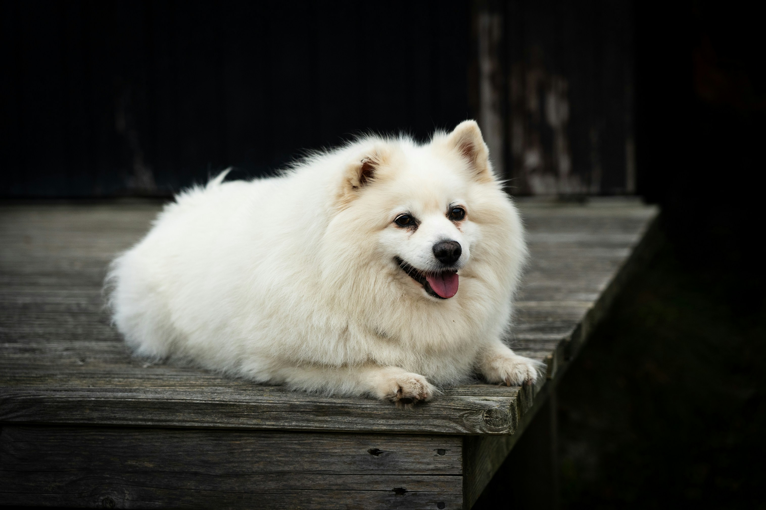 Spitz Pictures Download Free Images On Unsplash