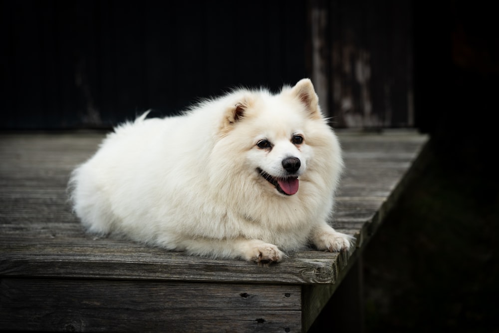 perro pequeño de pelaje largo blanco en puente de madera marrón