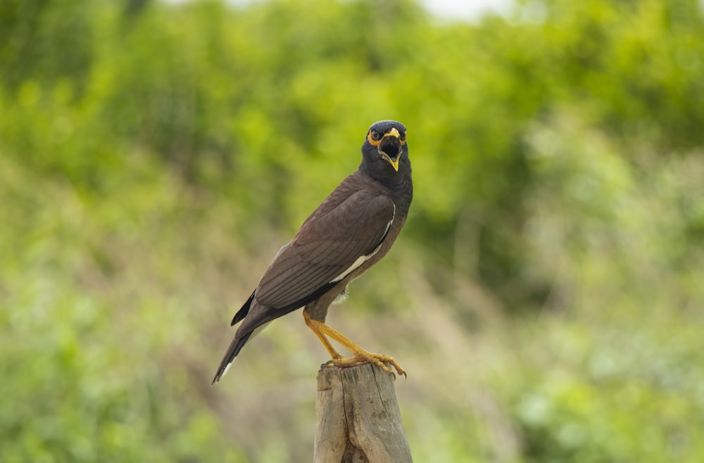 brown and black bird on brown wooden post during daytime