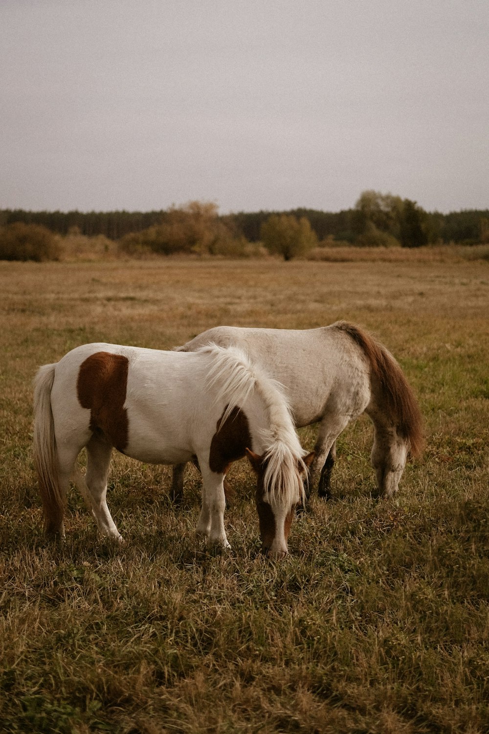 white and brown horse on green grass field during daytime