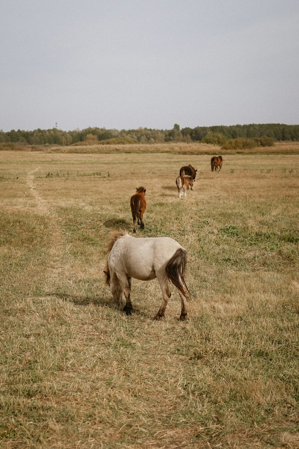 brown horse and brown horse on brown grass field during daytime