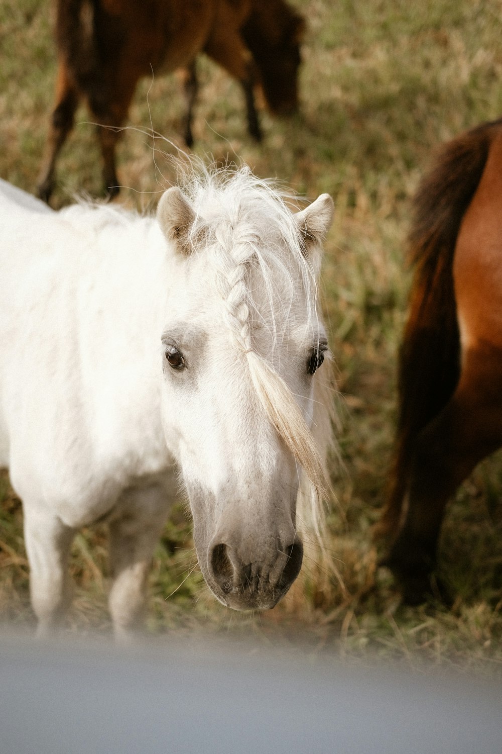 white and brown horse on brown grass field during daytime