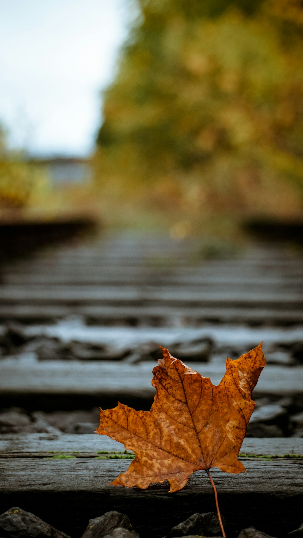 brown maple leaf on water