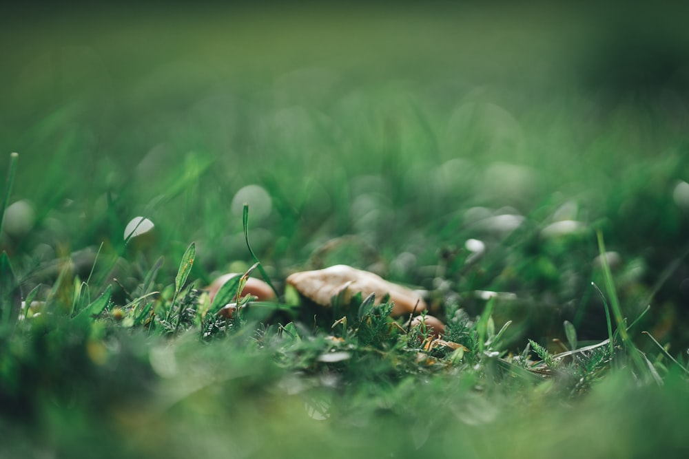 white mushroom on green grass during daytime