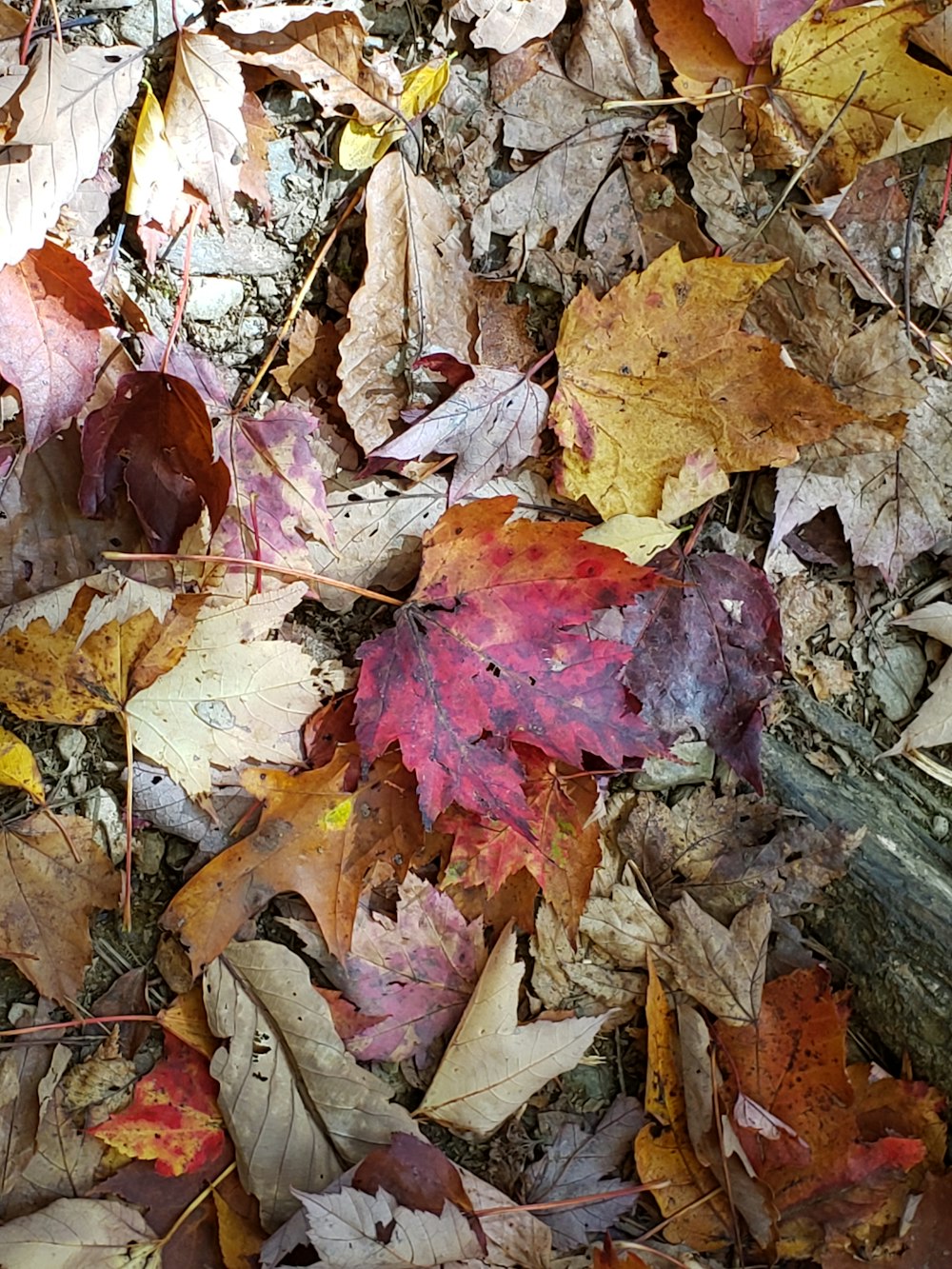 땅에 빨간색과 갈색 단풍 나무 잎