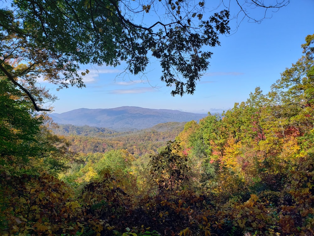 Grüne Bäume am Berg unter blauem Himmel tagsüber