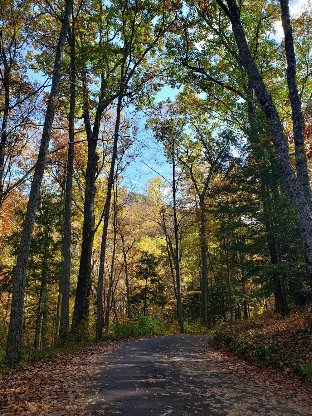 gray concrete road in between trees during daytime