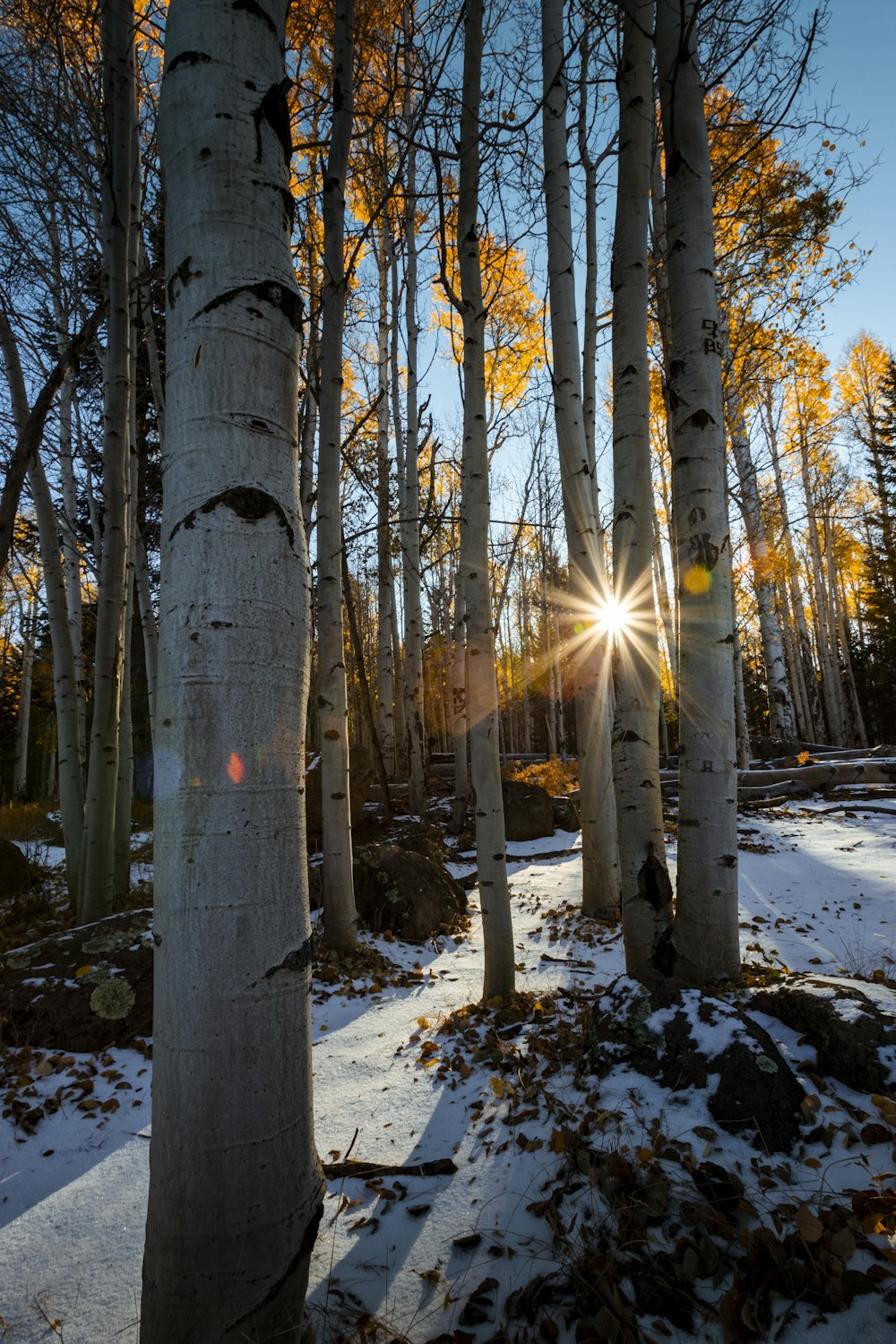 braune Bäume auf schneebedecktem Boden tagsüber
