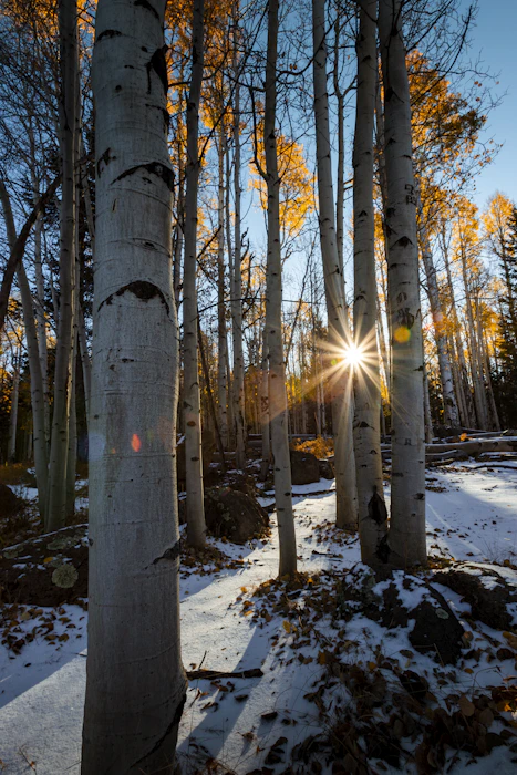 brown trees on snow covered ground during daytime