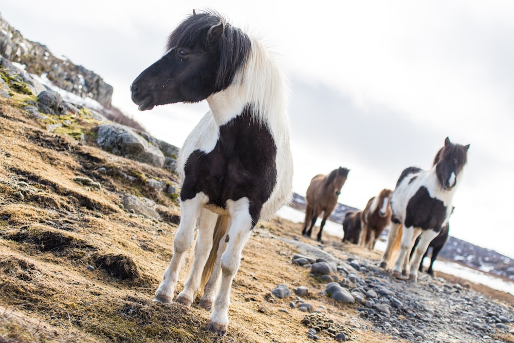 black and white horses on brown field during daytime