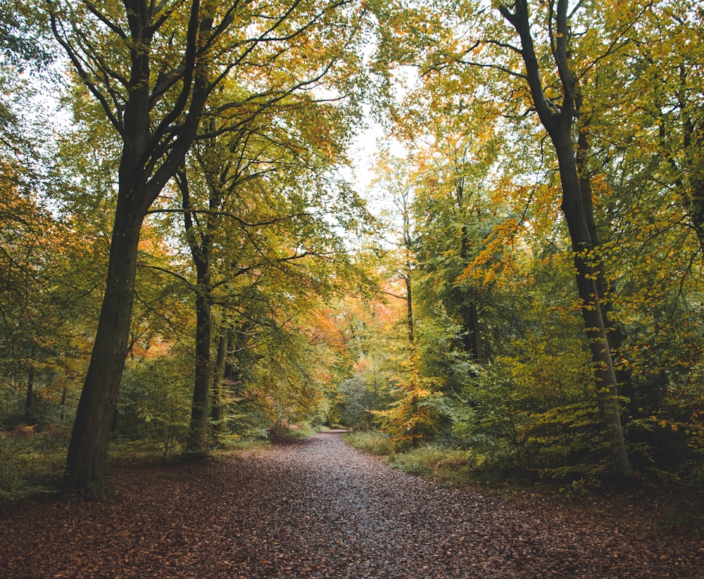 pathway between trees during daytime