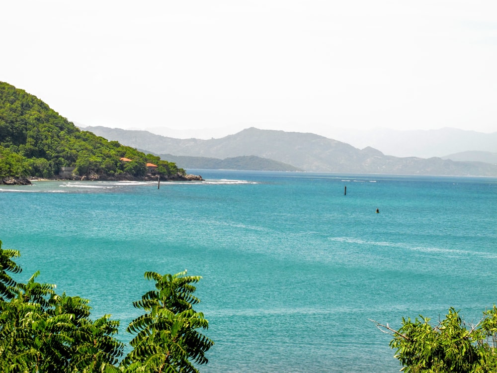 green trees near body of water during daytime